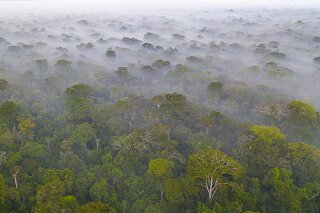 Regenwald im Amazonasbecken, Peru