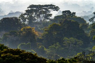 Regenwald im Amazonasbecken, Peru