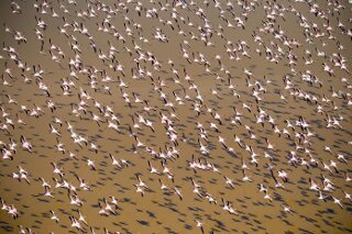Flamingos am Lake Logipi, Kenia