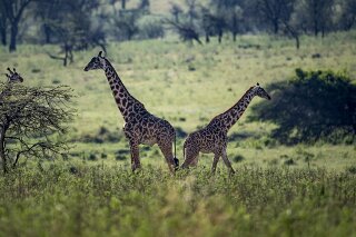 Giraffen in der Serengeti, Tansania