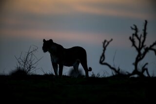 Lwe in der Serengeti, Tansania