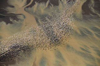Flamingos am Lake Natron, Tansania