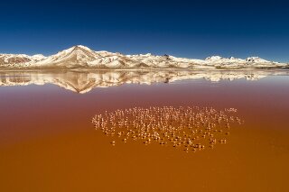 Laguna Colorada, Altiplano, Bolivien