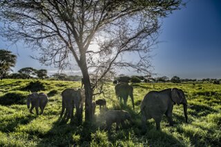 Elefanten im Tarangire-NP, Tansania
