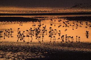 Flamingos am Lake Natron, Tansania