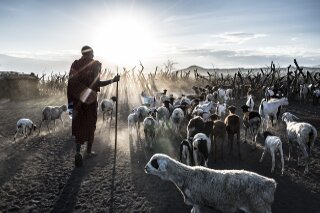 Massai mit Tieren, Tansania