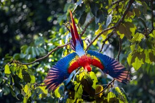 Ara im Amazonas-Regenwald, Peru