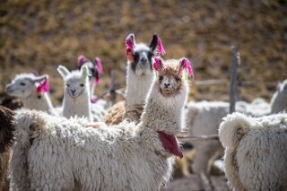 Alpakas auf dem Altiplano, Bolivien