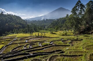 Reisfelder auf Java, Indonesien
