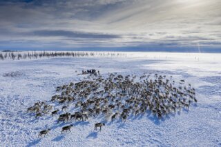 Rentiere in Yamal, Russland