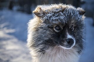 Htehund in Yamal, Russland