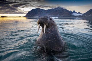 Walross in Magdalenenbucht, Svalbard