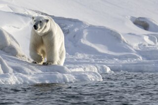Polarbr auf Spitzbergen, Svalbard