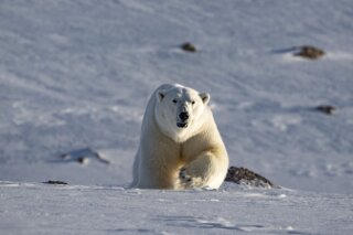 Polarbr auf Spitzbergen, Svalbard