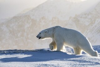Polarbr auf Spitzbergen, Svalbard