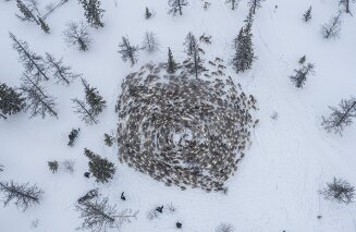 Rotierende Rentiere, Yamal, Russland
