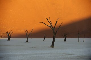 Dead Vlei, Namib, Namibia