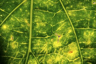 Blatt im Amazonasbecken, Peru