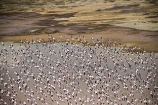 Flamingos am Lake Natron, Tansania