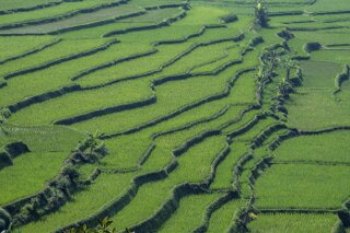 Reisterassen auf Java, Indonesien